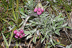 F292808: Gemeines Katzenpfötchen (Antennaria dioica)