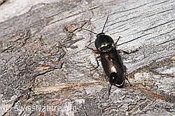 Foto: Glanzschnellkäfer (Selatosomus aeneus)