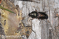 Foto: Glanzschnellkäfer (Selatosomus aeneus)