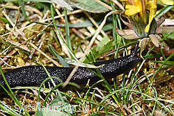 Foto: Schwarzer Schnegel (Limax cinereoniger)