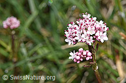 Foto: Sumpf-Baldrian (Valeriana dioica)