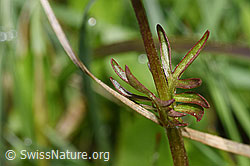 Foto: Sumpf-Baldrian (Valeriana dioica)
