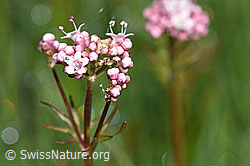 Foto: Sumpf-Baldrian (Valeriana dioica)