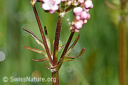 Foto: Sumpf-Baldrian (Valeriana dioica)