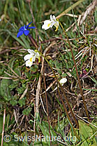 F292874: Alpen-Fettblatt (Pinguicula alpina)