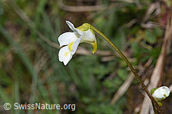 F292876: Alpen-Fettblatt (Pinguicula alpina)