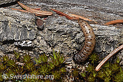 Foto: Gestreifter Graszünsler Raupe (Agriphila tristella)