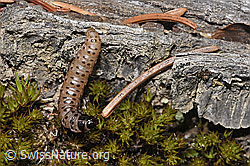 Foto: Gestreifter Graszünsler Raupe (Agriphila tristella)