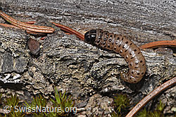 Foto: Gestreifter Graszünsler Raupe (Agriphila tristella)