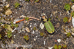 F292928: Feld-Sandlaufkäfer (Cicindela campestris)
