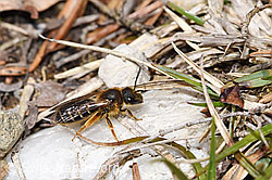 Rotbeinige Furchenbiene (Halictus rubicundus) (F293033) Rotbeinige Furchenbiene (Halictus rubicundus) (F293033)