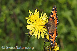 Foto: Kleiner Fuchs (Aglais urticae) auf Wiesen-Pippau (Crepis biennis)