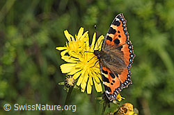 Foto: Kleiner Fuchs (Aglais urticae) auf Wiesen-Pippau (Crepis biennis)