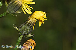 Foto: Wiesen-Pippau (Crepis biennis)