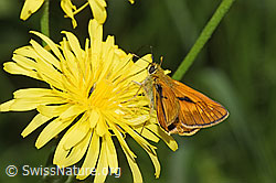 Foto: Rostfarbiger Dickkopffalter (Ochlodes sylvanus) auf Wiesen-Pippau (Crepis biennis)