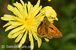 Foto: Rostfarbiger Dickkopffalter (Ochlodes sylvanus) auf Wiesen-Pippau (Crepis biennis)