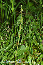 Grosses Zweiblatt (Listera ovata) (F296400) Grosses Zweiblatt (Listera ovata) (F296400)
