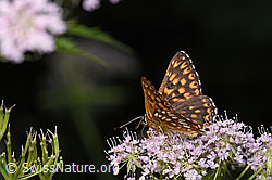 Schlüsselblumen-Würfelfalter (Hamearis lucina) auf Gebirgs-Kälberkropf (Chaerophyllum hirsutum) (F296608) Schlüsselblumen-Würfelfalter (Hamearis lucina) auf Gebirgs-Kälberkropf (Chaerophyllum hirsutum) (F296608)