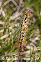 Foto: Eichenspinner Raupe (Lasiocampa quercus)