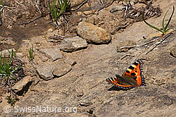 F296952: Kleiner Fuchs (Aglais urticae)