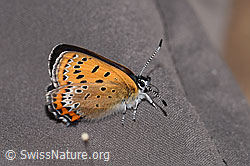 Blauschillernder Feuerfalter (Lycaena helle) (F297220) Blauschillernder Feuerfalter (Lycaena helle) (F297220)