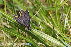 Blauschillernder Feuerfalter (Lycaena helle) (F297244) Blauschillernder Feuerfalter (Lycaena helle) (F297244)