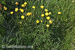 Trollblume (Trollius europaeus) (F298836) Trollblume (Trollius europaeus) (F298836)