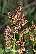 Berg-Sauerampfer (Rumex alpestris) (F298844) Berg-Sauerampfer (Rumex alpestris) (F298844)