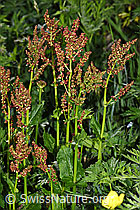 Berg-Sauerampfer (Rumex alpestris) (19.06.2025, F298848)