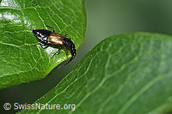 F298930: Anthophagus alpinus (Kurzflügler)