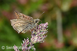 Dunkler Dickkopffalter (Erynnis tages) auf Rispe (F299093) Dunkler Dickkopffalter (Erynnis tages) auf Rispe (F299093)