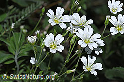 Neu in SwissNature.org: Aufrechtes Acker-Hornkraut (Cerastium arvense ssp. strictum)