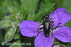 Foto: Schwarzhörniger Fleckenbock (Brachyta interrogationis) auf Wald-Storchschnabel (Geranium sylvaticum)