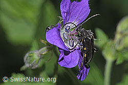 Foto: Schwarzhörniger Fleckenbock (Brachyta interrogationis) auf Wald-Storchschnabel (Geranium sylvaticum)