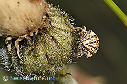 Odontotarsus purpureolineatus (Schildwanze) an Blume (F299458) Odontotarsus purpureolineatus (Schildwanze) an Blume (F299458)