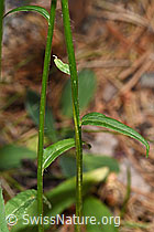 F299735: Betonienblättrige Rapunzel (Phyteuma betonicifolium)