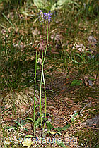 F299738: Betonienblättrige Rapunzel (Phyteuma betonicifolium)