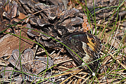 Foto: Walliser Waldportier (Hipparchia genava)