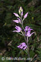 Rotes Waldvögelein (Cephalanthera rubra) (F299821) Rotes Waldvögelein (Cephalanthera rubra) (F299821)