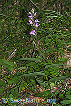 Rotes Waldvögelein (Cephalanthera rubra) (F299823) Rotes Waldvögelein (Cephalanthera rubra) (F299823)