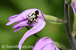 Grypocoris sexguttatus (Weichwanze) auf Rotem Waldvögelein (Cephalanthera rubra) (F299827) Grypocoris sexguttatus (Weichwanze) auf Rotem Waldvögelein (Cephalanthera rubra) (F299827)