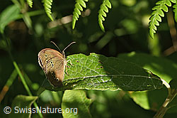 F300798: Brauner Waldvogel (Aphantopus hyperantus)