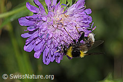 F300805: Hummel-Gebirgsschwebfliege (Sericomyia bombiformis auf Wald-Witwenblume (Knautia dipsacifolia)