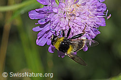 F300807: Hummel-Gebirgsschwebfliege (Sericomyia bombiformis auf Wald-Witwenblume (Knautia dipsacifolia)