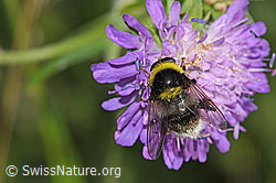 F300808: Hummel-Gebirgsschwebfliege (Sericomyia bombiformis auf Wald-Witwenblume (Knautia dipsacifolia)