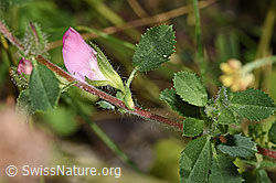 Foto: Kriechende Hauhechel (Ononis repens)