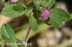 Foto: Kriechende Hauhechel (Ononis repens)