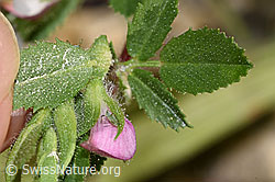 Foto: Kriechende Hauhechel (Ononis repens)