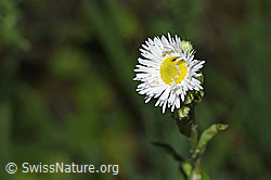 Foto: Einjähriges Berufkraut (Erigeron annuus)