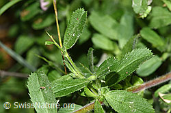 Foto: Kriechende Hauhechel (Ononis repens)